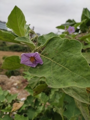 Solanum melongena