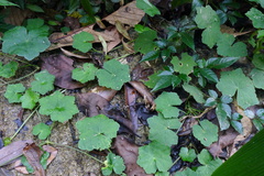 Hydrocotyle nepalensis