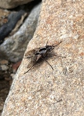 Proscissio milleri