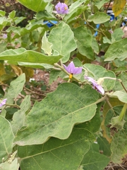 Solanum melongena