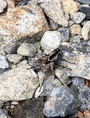 Proscissio milleri
