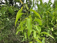 Ehretia saligna membranifolia