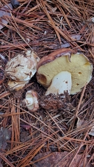 Suillus brunnescens