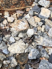 Proscissio milleri