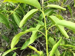 Ehretia saligna membranifolia
