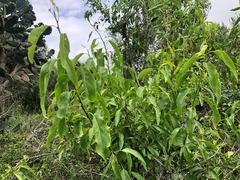 Ehretia saligna membranifolia