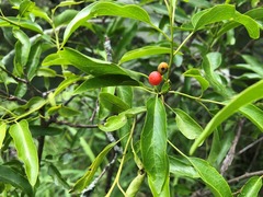 Ehretia saligna membranifolia