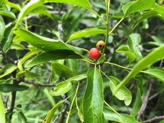 Ehretia saligna membranifolia
