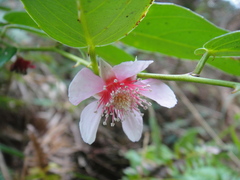 Rubus jambosoides