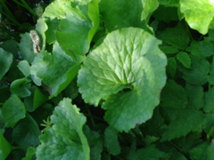 Caltha sibirica