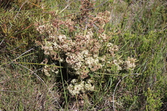 Gymnosporia elliptica
