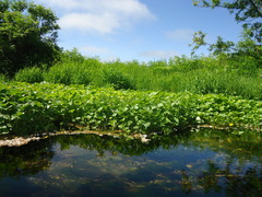Caltha sibirica