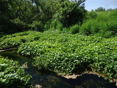 Caltha sibirica