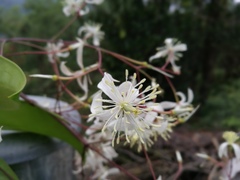 Clematis crassifolia