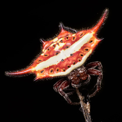 Gasteracantha versicolor