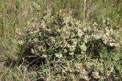Gymnosporia elliptica
