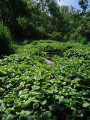 Caltha sibirica