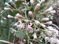 Vernonia solanifolia