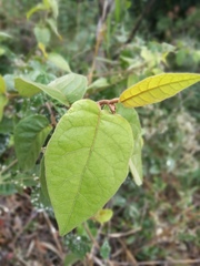 Vernonia solanifolia