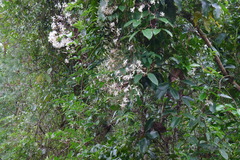 Clematis crassifolia