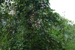 Clematis crassifolia