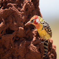 Trachyphonus erythrocephalus