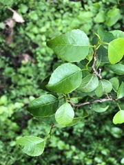 Excoecaria dallachyana