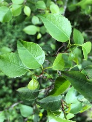 Excoecaria dallachyana