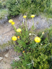 Xerochrysum subundulatum