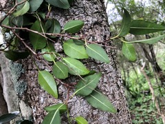 Excoecaria dallachyana