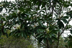 Magnolia maudiae