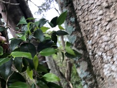 Excoecaria dallachyana