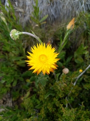 Xerochrysum subundulatum