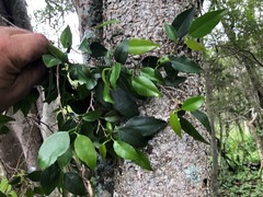 Excoecaria dallachyana