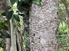 Excoecaria dallachyana