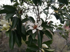 Magnolia maudiae