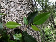 Excoecaria dallachyana