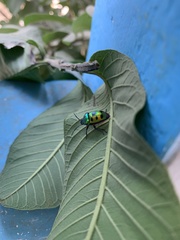 Chrysocoris stollii