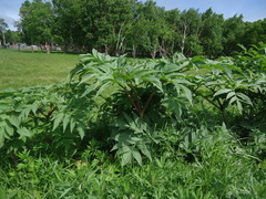 Angelica ursina