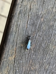 Dolichurus