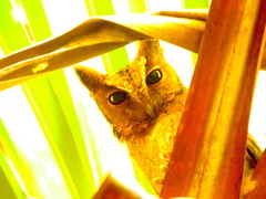 Otus lempiji