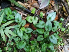 Viola austrosinensis