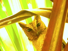 Otus lempiji