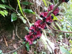 Paraphlomis javanica angustifolia