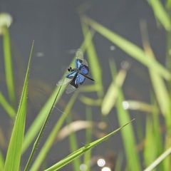 Rhyothemis resplendens