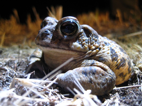 iNaturalist observation photo of California Toad
