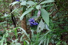 Hydrangea febrifuga