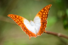 Charaxes varanes vologeses