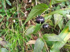 Cyclocodon lancifolius