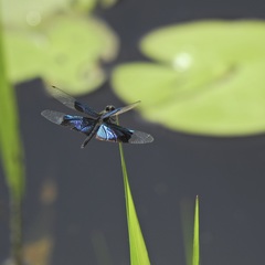 Rhyothemis resplendens